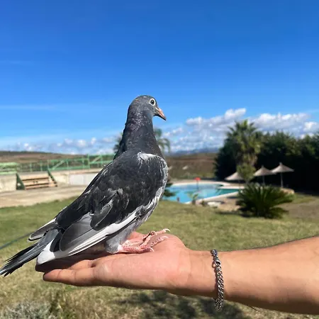 Resort Kodra E Godenve *