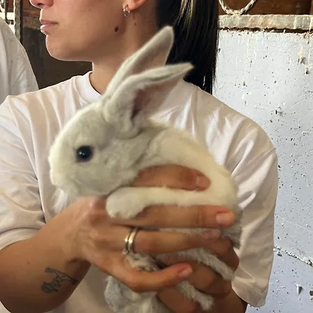 אתר נופש Kodra E Godenve Vile-Ballaj