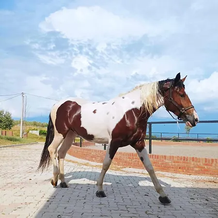 Kodra E Godenve